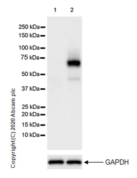 Western blot - Anti-IRF7 antibody [EPR23509-21] (AB238137)