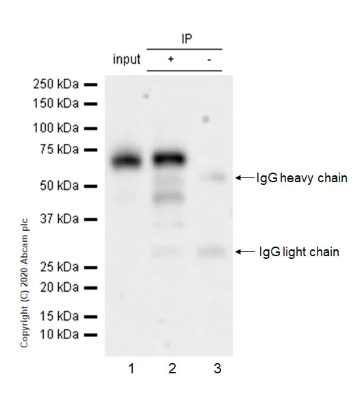Immunoprecipitation - Anti-IRF7 antibody [EPR23509-21] - BSA and Azide free (AB272225)