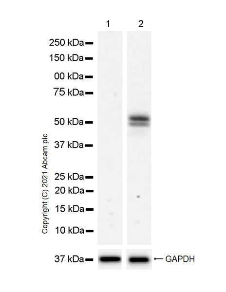 Western blot - Anti-IRF7 antibody [EPR25274-33] (AB288440)
