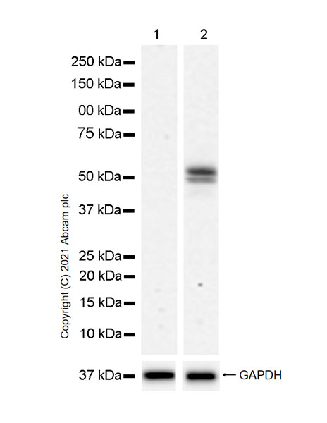 Western blot - Anti-IRF7 antibody [EPR25274-33] - BSA and Azide free (AB288449), expandable thumbnail