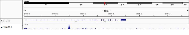 ChIP-sequencing - Anti-IRF8 antibody (AB240752)