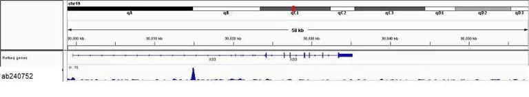 ChIP-sequencing - Anti-IRF8 antibody (AB240752)