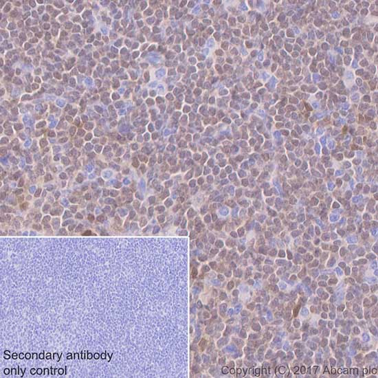 Immunohistochemistry (Formalin/PFA-fixed paraffin-embedded sections) - Anti-IRF8 antibody [EPR20441] (AB207418)