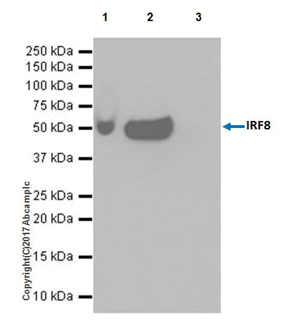 Immunoprecipitation - Anti-IRF8 antibody [EPR20441] (AB207418)