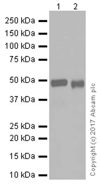Western blot - Anti-IRF8 antibody [EPR20441] (AB207418)