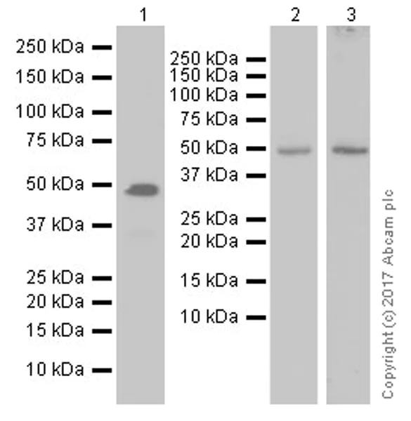 Western blot - Anti-IRF8 antibody [EPR20441] - BSA and Azide free (AB251475)