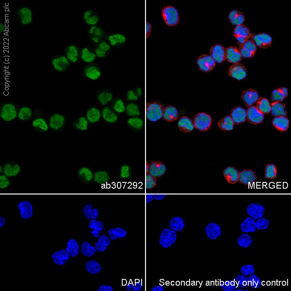 Immunocytochemistry/ Immunofluorescence - Anti-IRF8 antibody [EPR26381-181] (AB307292)
