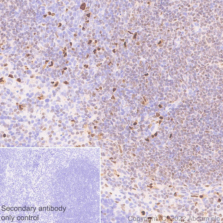 Immunohistochemistry - Anti-IRF8 antibody [EPR26381-181] (AB307292)