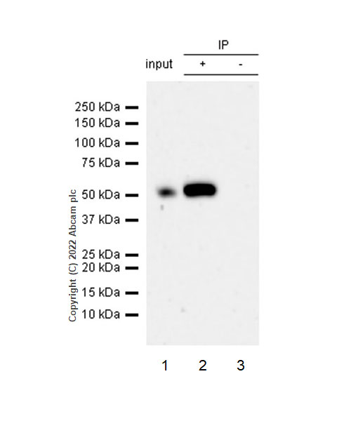 Immunoprecipitation - Anti-IRF8 antibody [EPR26381-181] (AB307292), expandable thumbnail