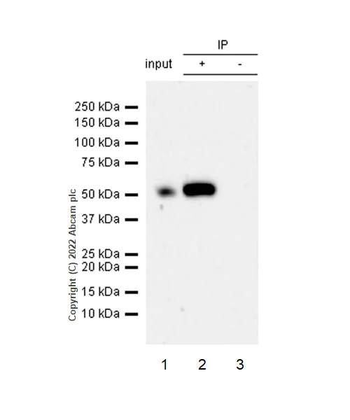 Immunoprecipitation - Anti-IRF8 antibody [EPR26381-181] (AB307292)