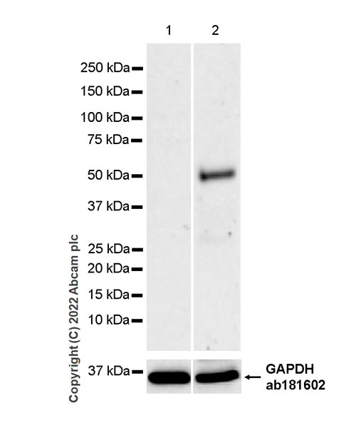 Western blot - Anti-IRF8 antibody [EPR26381-181] (AB307292), expandable thumbnail