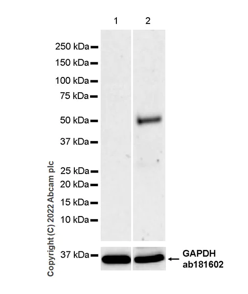 Western blot - Anti-IRF8 antibody [EPR26381-181] (AB307292)