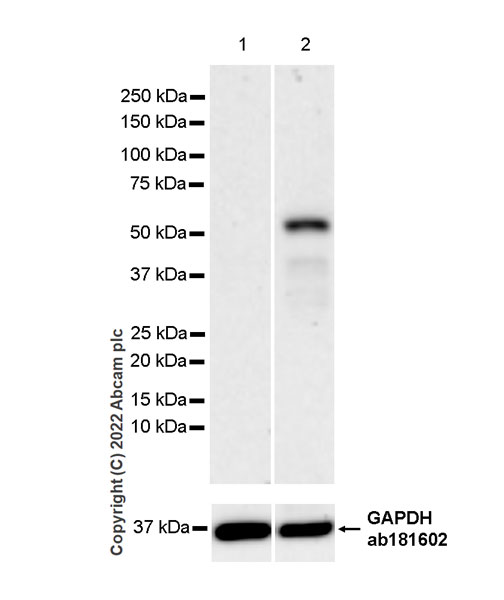 Western blot - Anti-IRF8 antibody [EPR26381-181] (AB307292), expandable thumbnail