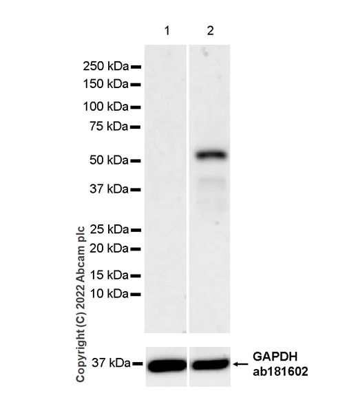 Western blot - Anti-IRF8 antibody [EPR26381-181] (AB307292)