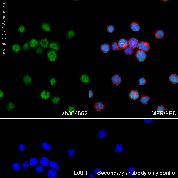 Immunocytochemistry/ Immunofluorescence - Anti-IRF8 antibody [EPR26382-10] - BSA and Azide free (ab306553), expandable thumbnail