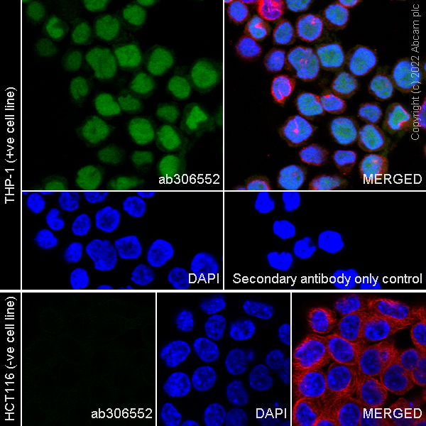 Immunocytochemistry/ Immunofluorescence - Anti-IRF8 antibody [EPR26382-10] - BSA and Azide free (ab306553), expandable thumbnail