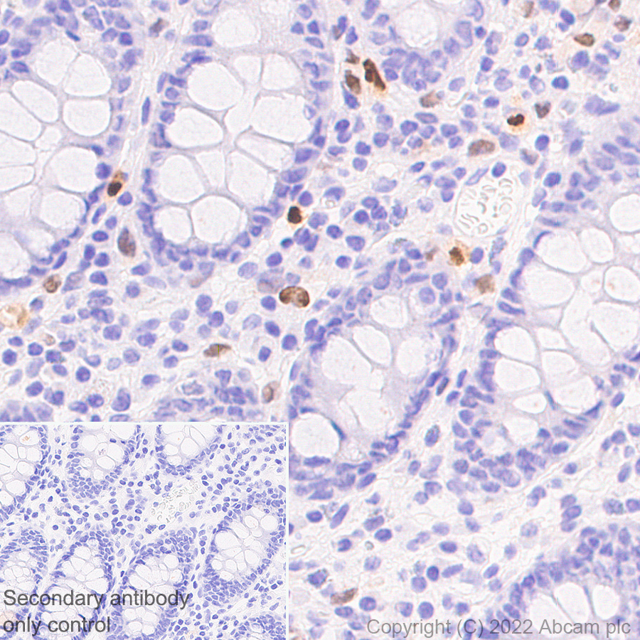 Immunohistochemistry (Formalin/PFA-fixed paraffin-embedded sections) - Anti-IRF8 antibody [EPR26382-10] - BSA and Azide free (AB306553), expandable thumbnail