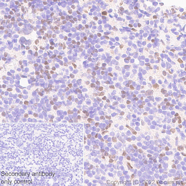 Immunohistochemistry (Formalin/PFA-fixed paraffin-embedded sections) - Anti-IRF8 antibody [EPR26382-10] - BSA and Azide free (AB306553)