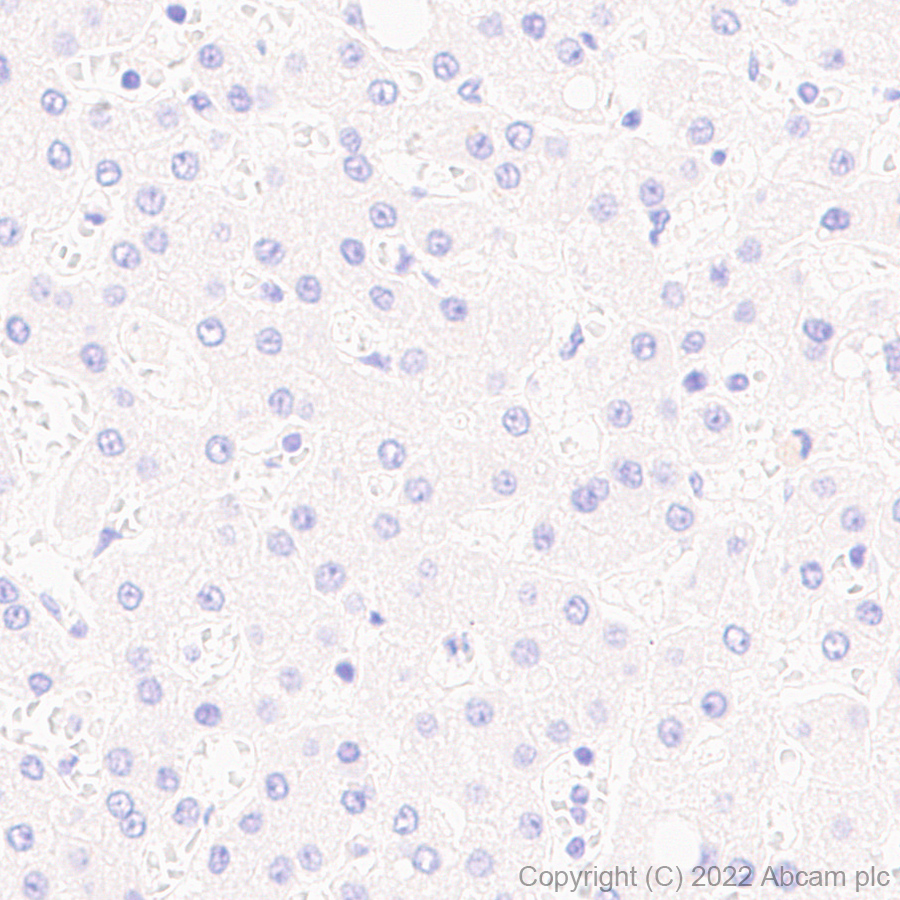Immunohistochemistry (Formalin/PFA-fixed paraffin-embedded sections) - Anti-IRF8 antibody [EPR26382-10] - BSA and Azide free (ab306553), expandable thumbnail