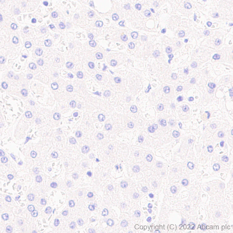 Immunohistochemistry (Formalin/PFA-fixed paraffin-embedded sections) - Anti-IRF8 antibody [EPR26382-10] - BSA and Azide free (AB306553)