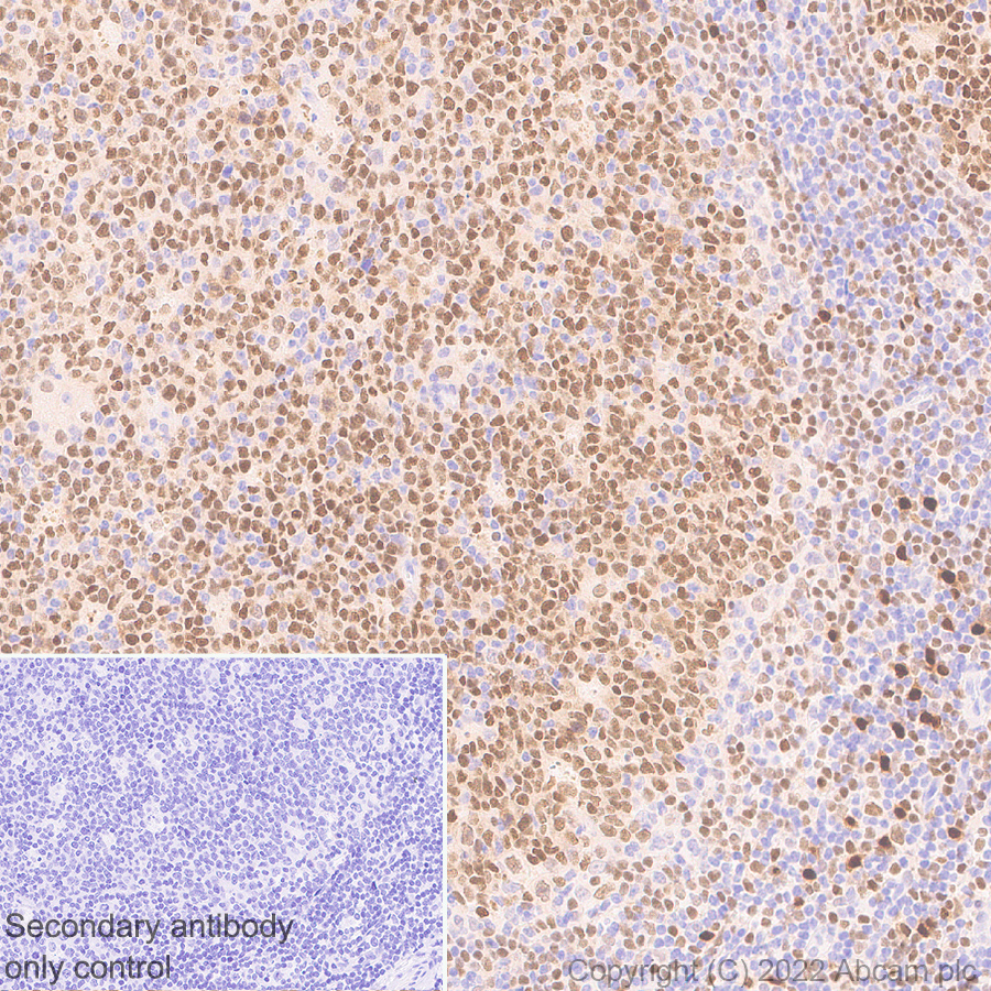 Immunohistochemistry (Formalin/PFA-fixed paraffin-embedded sections) - Anti-IRF8 antibody [EPR26382-10] - BSA and Azide free (ab306553), expandable thumbnail