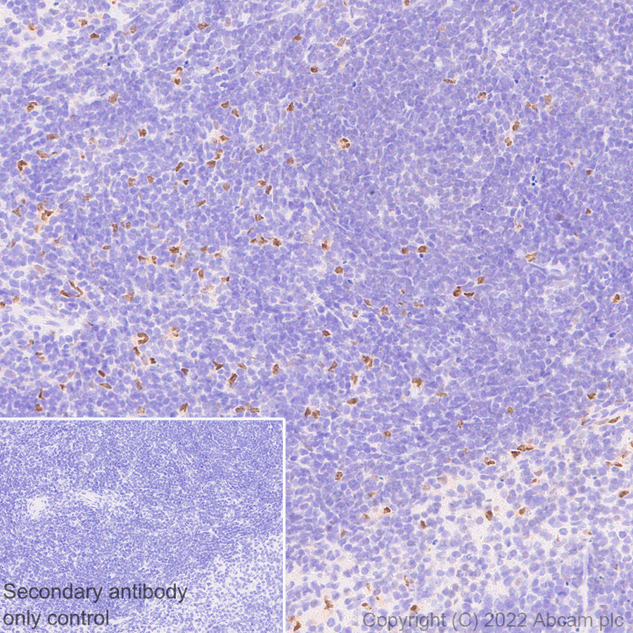 Immunohistochemistry (Formalin/PFA-fixed paraffin-embedded sections) - Anti-IRF8 antibody [EPR26382-10] - BSA and Azide free (ab306553), expandable thumbnail