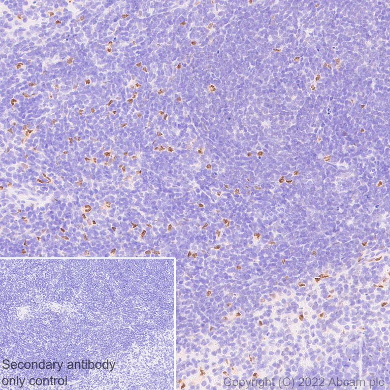 Immunohistochemistry (Formalin/PFA-fixed paraffin-embedded sections) - Anti-IRF8 antibody [EPR26382-10] - BSA and Azide free (AB306553)