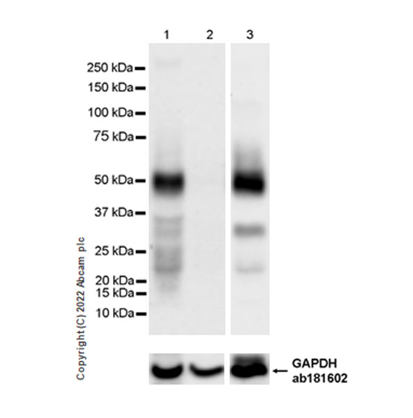 Western blot - Anti-IRF8 antibody [EPR26382-10] - BSA and Azide free (AB306553), expandable thumbnail