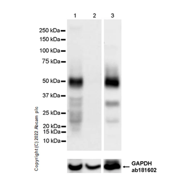 Western blot - Anti-IRF8 antibody [EPR26382-10] - BSA and Azide free (AB306553)