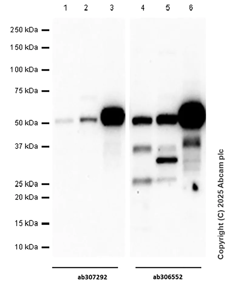 Western blot - Anti-IRF8 antibody [EPR26382-10] - BSA and Azide free (AB306553)