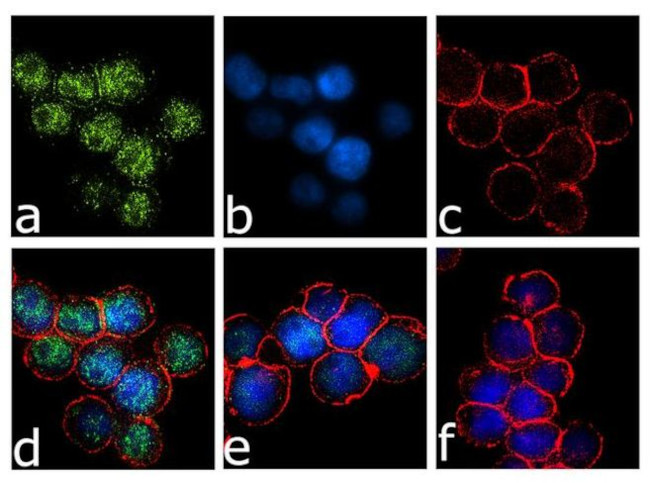 Immunocytochemistry/ Immunofluorescence - Anti-IRF8 Antibody [RP23040181] (AB313472), expandable thumbnail