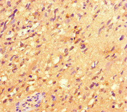 Immunohistochemistry (Formalin/PFA-fixed paraffin-embedded sections) - Anti-IRG1 antibody (AB238580), expandable thumbnail