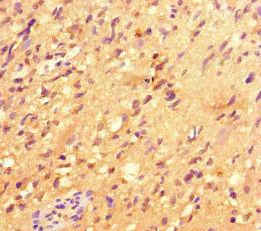 Immunohistochemistry (Formalin/PFA-fixed paraffin-embedded sections) - Anti-IRG1 antibody (AB238580)