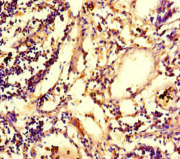 Immunohistochemistry (Formalin/PFA-fixed paraffin-embedded sections) - Anti-IRG1 antibody (AB238580), expandable thumbnail