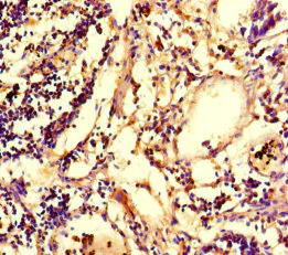 Immunohistochemistry (Formalin/PFA-fixed paraffin-embedded sections) - Anti-IRG1 antibody (AB238580)