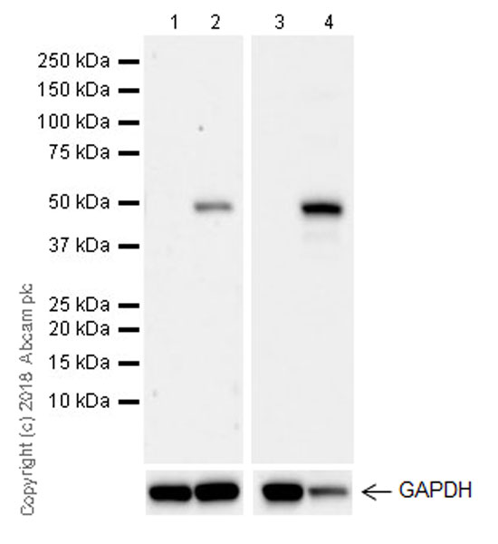 Western blot - Anti-IRG1 antibody [EPR22066] (AB222411)