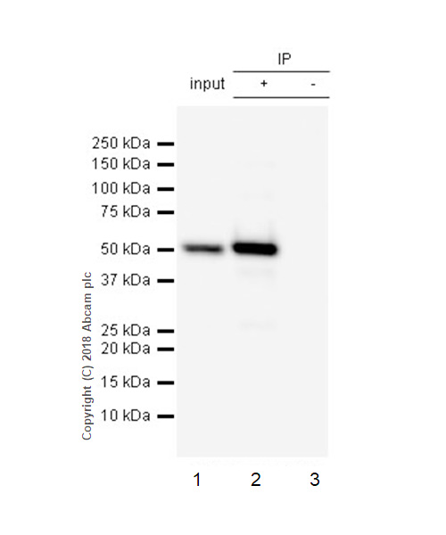 Immunoprecipitation - Anti-IRG1 antibody [EPR22066] - BSA and Azide free (AB238169)