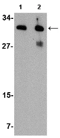 Western blot - Anti-IRGM antibody (AB118569)