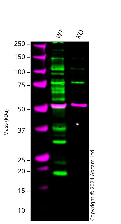 Western blot - Anti-IRGM antibody (AB118569)