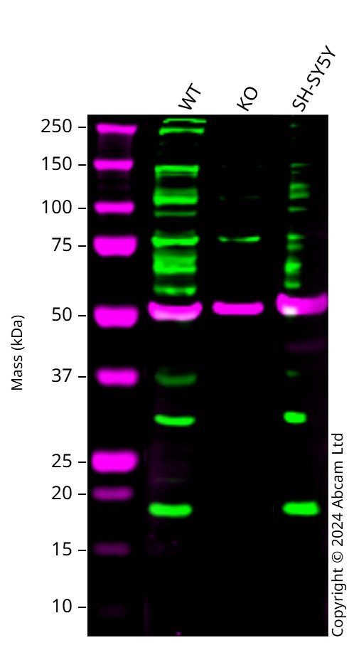 Western blot - Anti-IRGM antibody (AB69495)