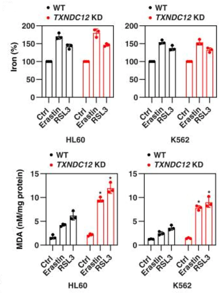 Biochemical assay - Iron Assay Kit (Colorimetric) (AB83366)