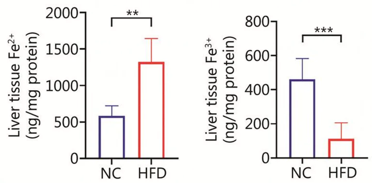 Biochemical assay - Iron Assay Kit (Colorimetric) (AB83366)
