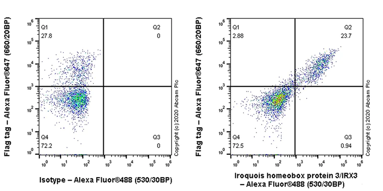 Flow Cytometry (Intracellular) - Anti-Iroquois homeobox protein 3/IRX3 antibody [EPR22709-52] (AB242133)