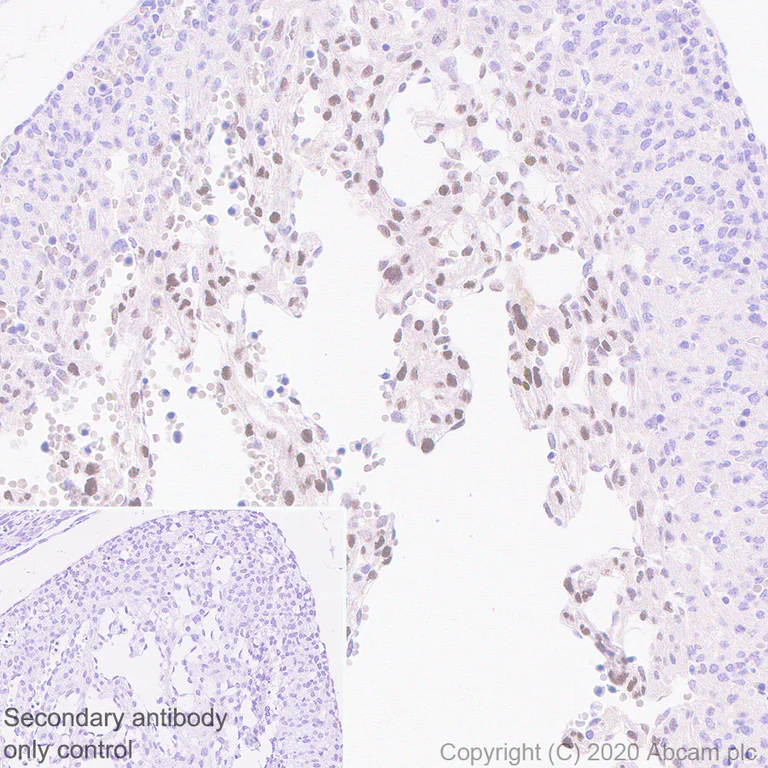 Immunohistochemistry (Formalin/PFA-fixed paraffin-embedded sections) - Anti-Iroquois homeobox protein 3/IRX3 antibody [EPR22709-52] (AB242133)