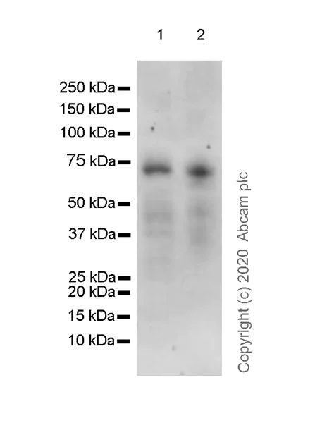 Western blot - Anti-Iroquois homeobox protein 3/IRX3 antibody [EPR22709-52] (AB242133)