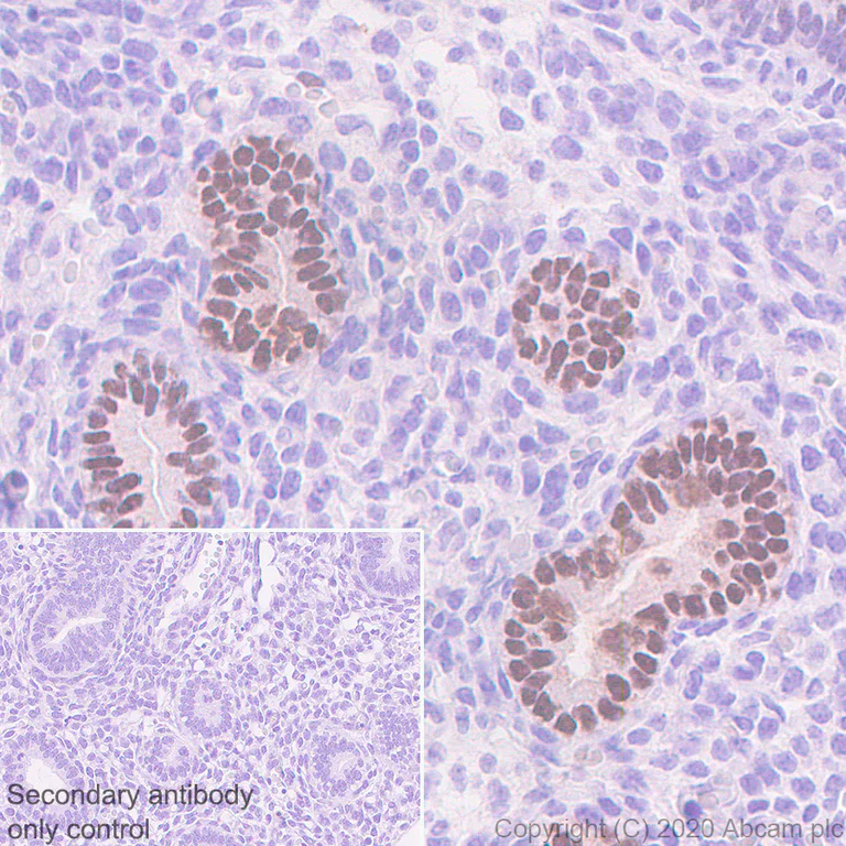 Immunohistochemistry (Formalin/PFA-fixed paraffin-embedded sections) - Anti-Iroquois homeobox protein 3/IRX3 antibody [EPR22709-52] - BSA and Azide free (AB274328)