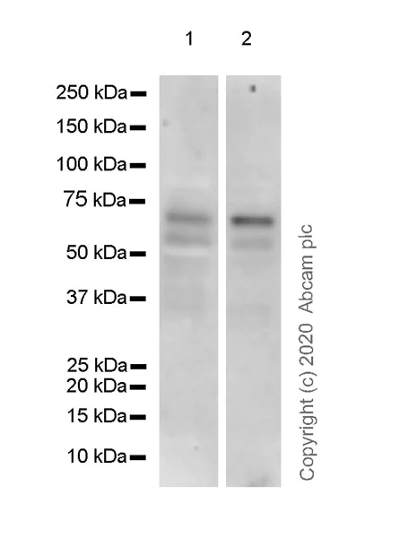 Western blot - Anti-Iroquois homeobox protein 3/IRX3 antibody [EPR22709-52] - BSA and Azide free (AB274328)