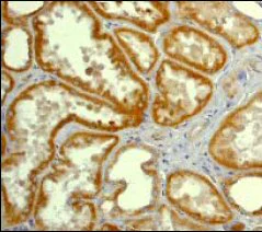 Immunohistochemistry (Formalin/PFA-fixed paraffin-embedded sections) - Anti-IRR antibody [EP327Y] (AB40782)