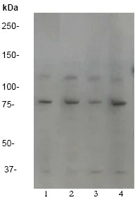 Western blot - Anti-IRR antibody [EP327Y] (AB40782)