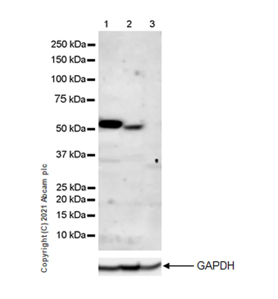 Western blot - Anti-IRR antibody [EPR24776-127] (AB273125)